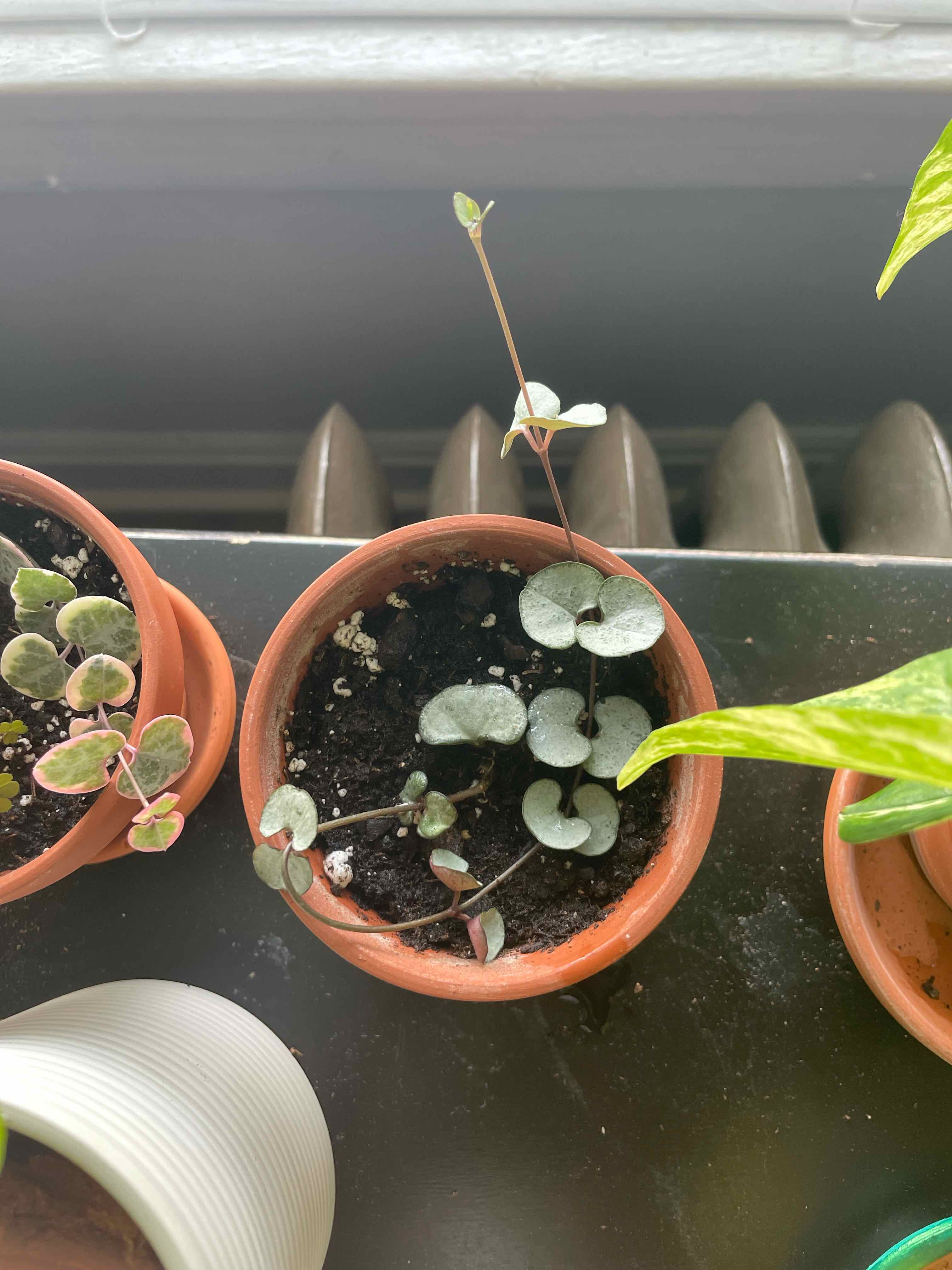Potted String of Hearts 'Silver Glory' plant with visible soil, healthy leaves, and no signs of disease.