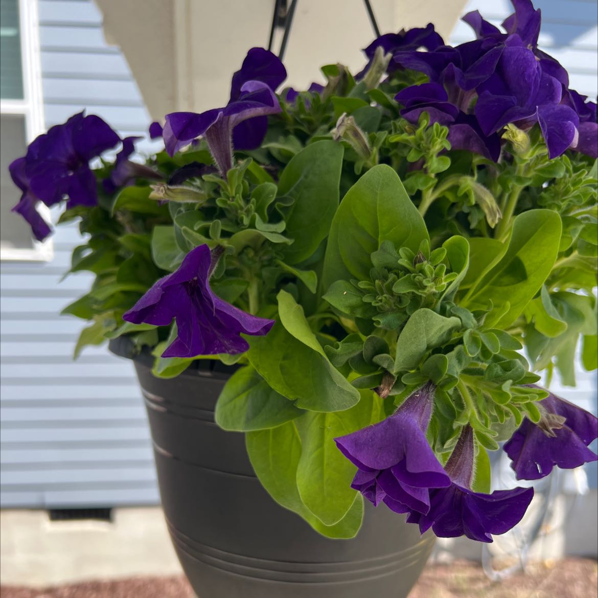 Photo of the plant species petunia by @PrincessRedrose named Violet on Greg, the plant care app