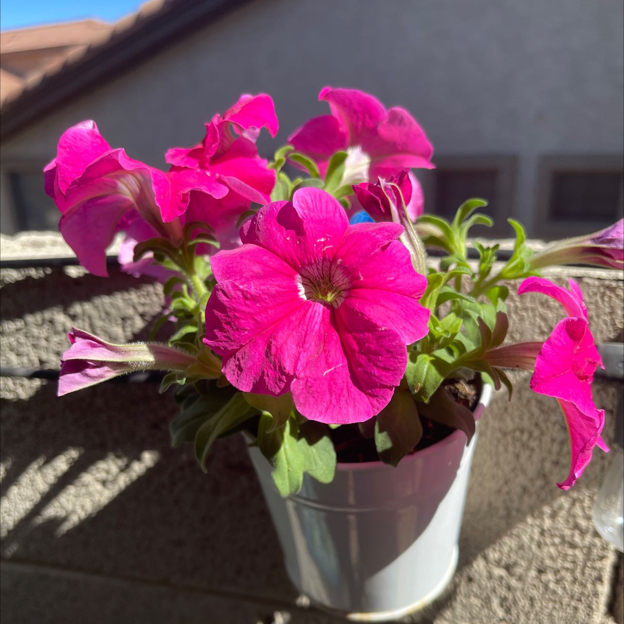 Photo of the plant species petunia by @KeyTozzia named Your plant on Greg, the plant care app