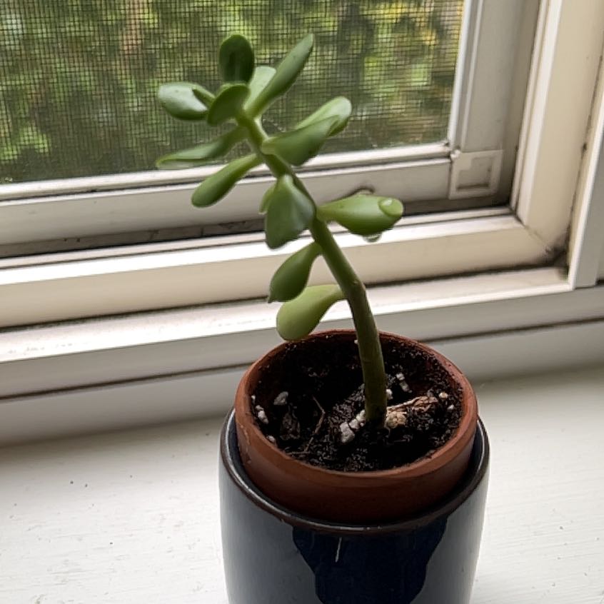 Potted Tree Stonecrop plant on a windowsill with visible soil and healthy green leaves.