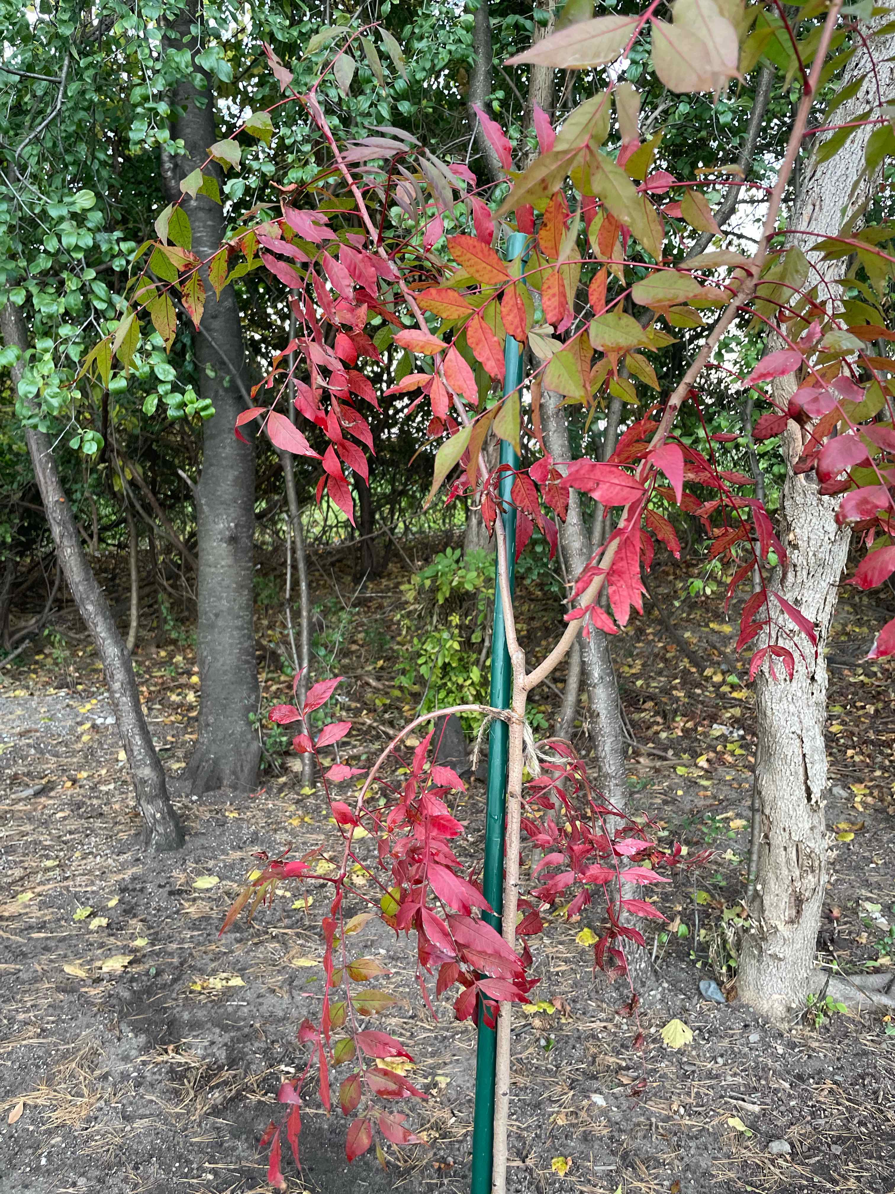 Plant care for Brazilian Peppertree on Greg, the plant care app