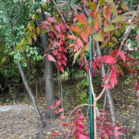 Photo of the plant species Chinese Pistache by Chieflemontree named Your plant on Greg, the plant care app