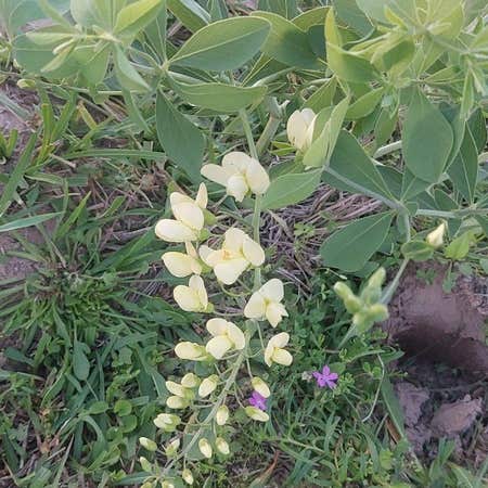 Photo of the plant species Baptisia Australis by @KnowingKaramu named Curie on Greg, the plant care app