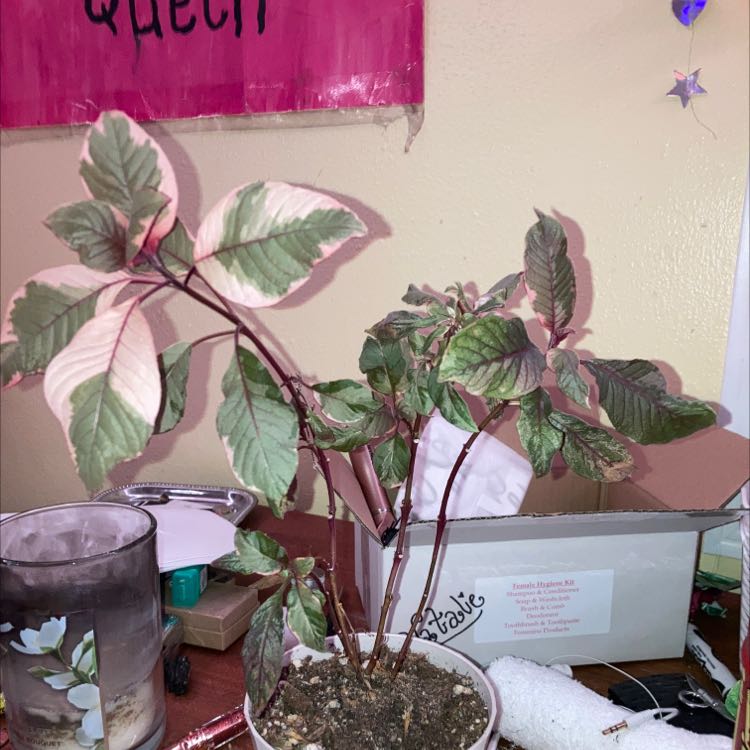 Photo of the plant species Firecracker Fuchsia by @ProbableWildtea named Veronica on Greg, the plant care app