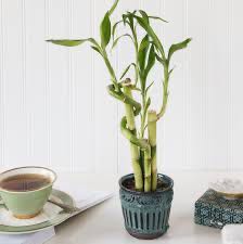 Photo of the plant species Lucky Bamboo by @ZestBroccoli named Bambii on Greg, the plant care app