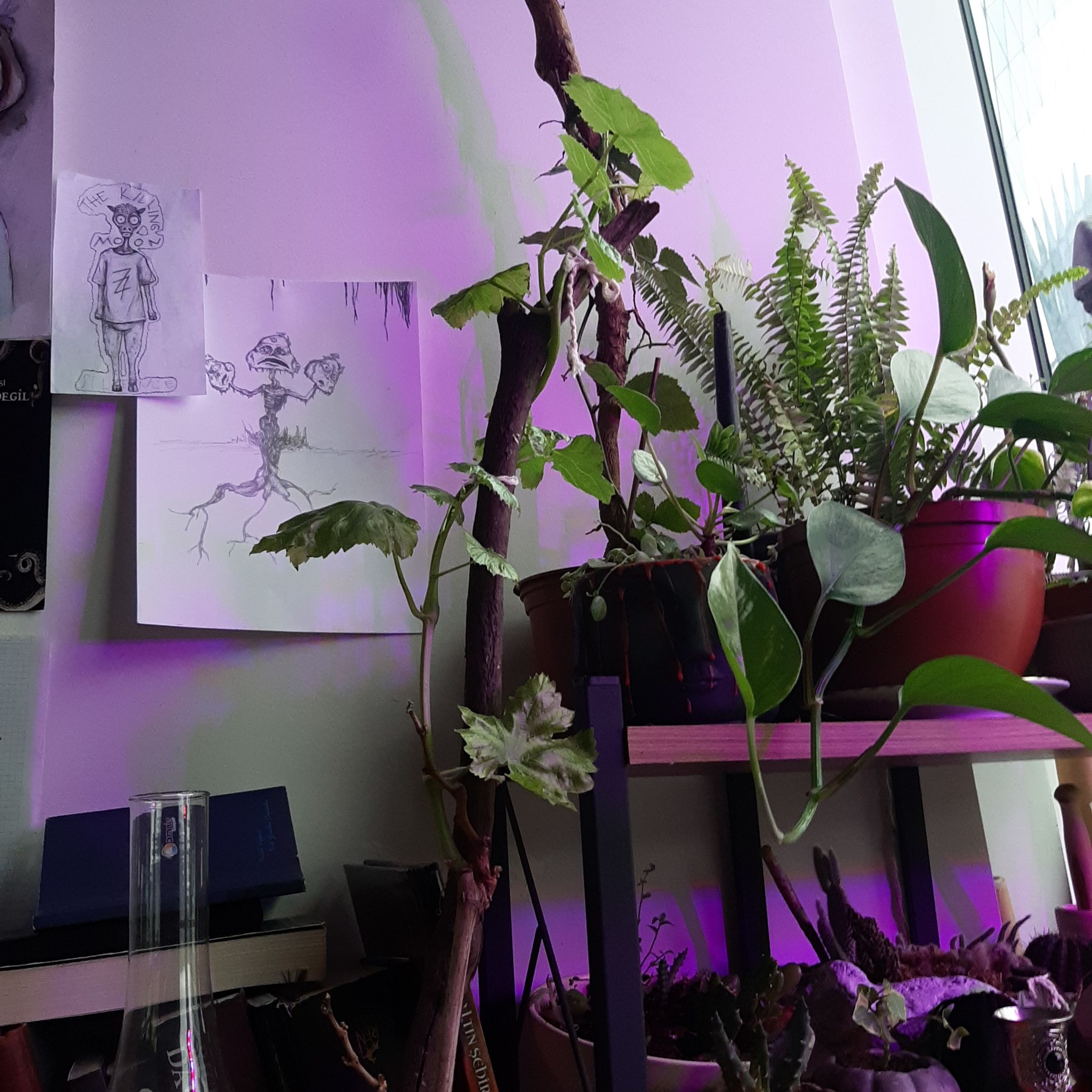 Wine Grape plant among other plants on a shelf with drawings in the background.