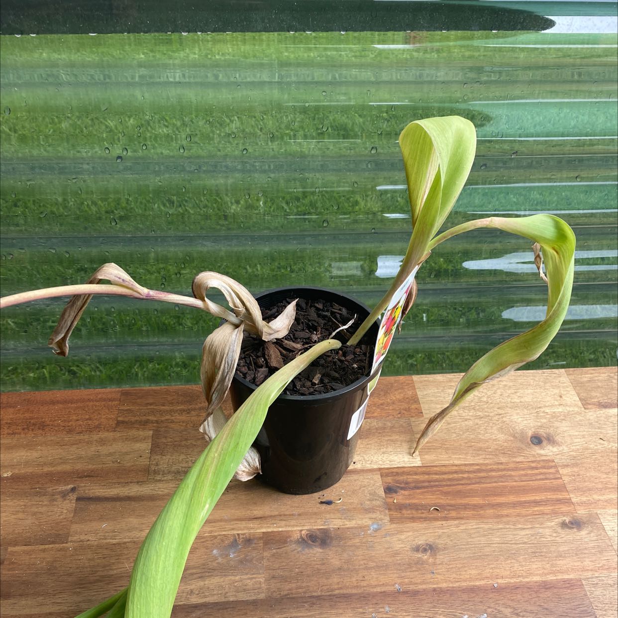Plant care for Bellwort on Greg, the plant care app