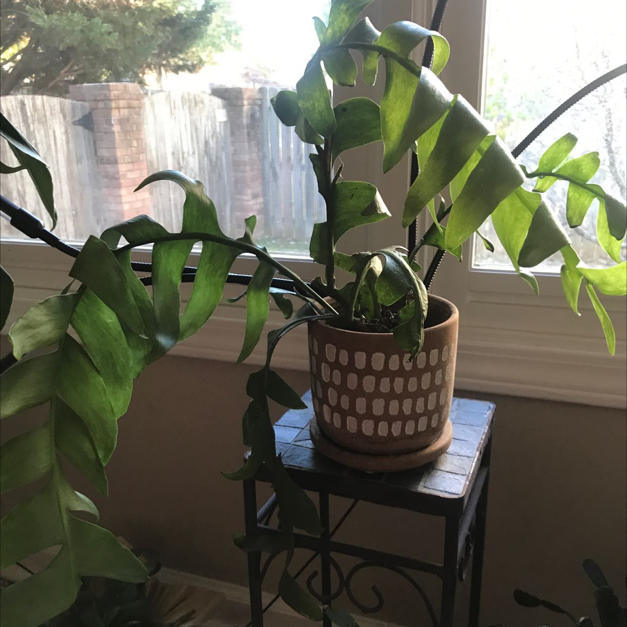 Shark fin cactus in a pot on a stand near a window, healthy green leaves.