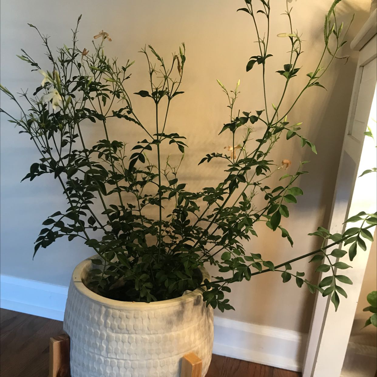 Potted White Jasmine plant indoors with green leaves and buds in a white pot on a wooden stand.