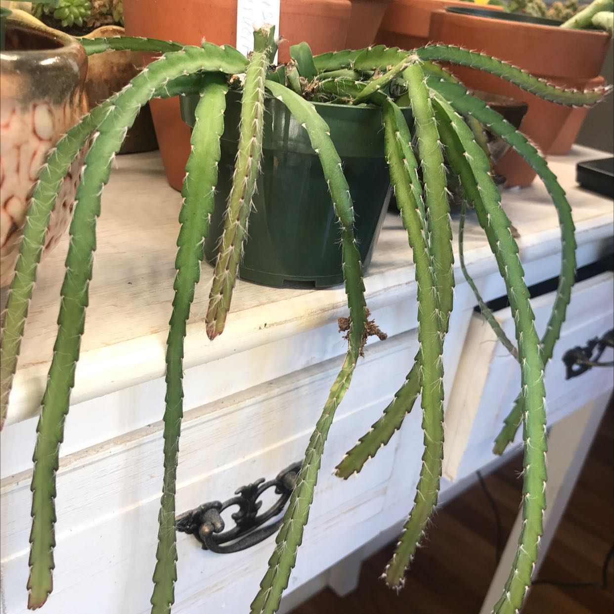 Lepismium cruciforme plant in a green pot with long, segmented stems on a white surface.