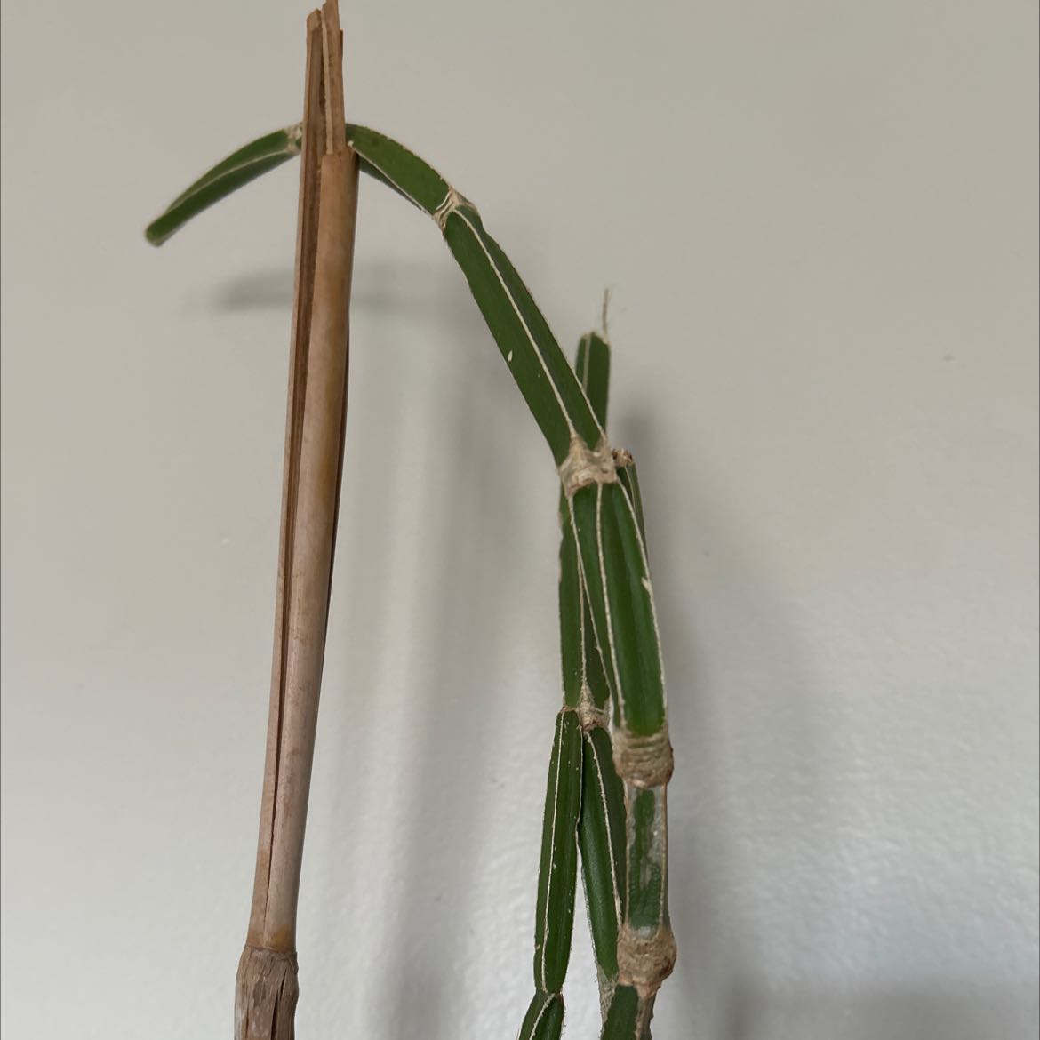 Photo of the plant species cissus adeyana by @SirZebrina named Tall guy on Greg, the plant care app
