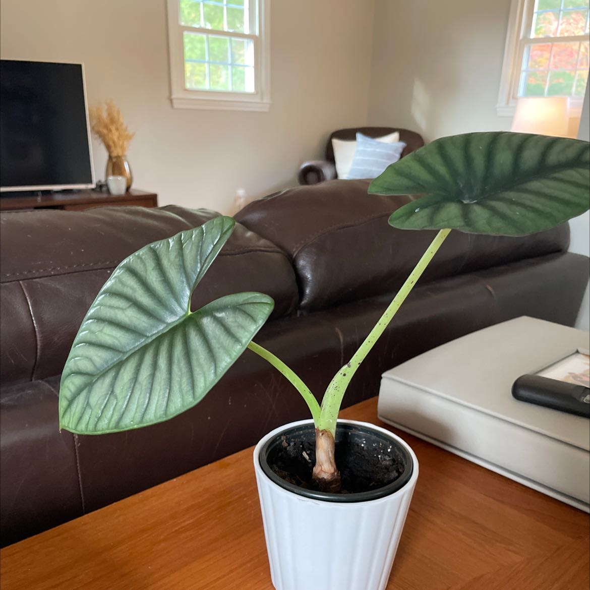 Potted Alocasia nebula 'Imperialis' with two large, healthy leaves in a living room setting.