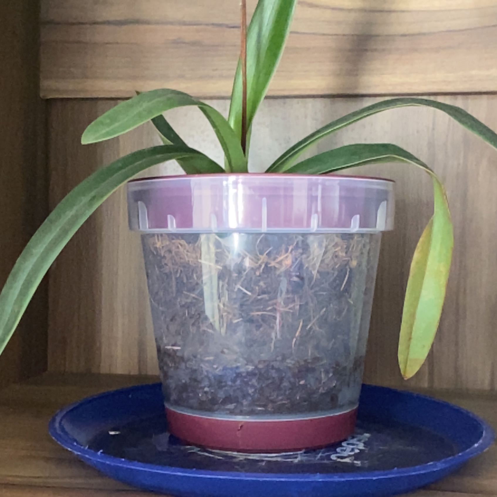 Photo of the plant species Slipper Orchid by @Fanabanana named Rihanna on Greg, the plant care app
