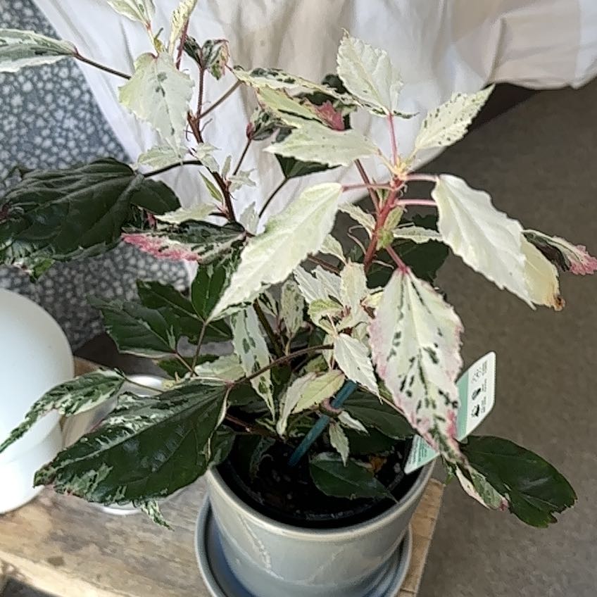 Photo of the plant species Tri-colour Variegated Hibiscus by @samseaa named Terra on Greg, the plant care app