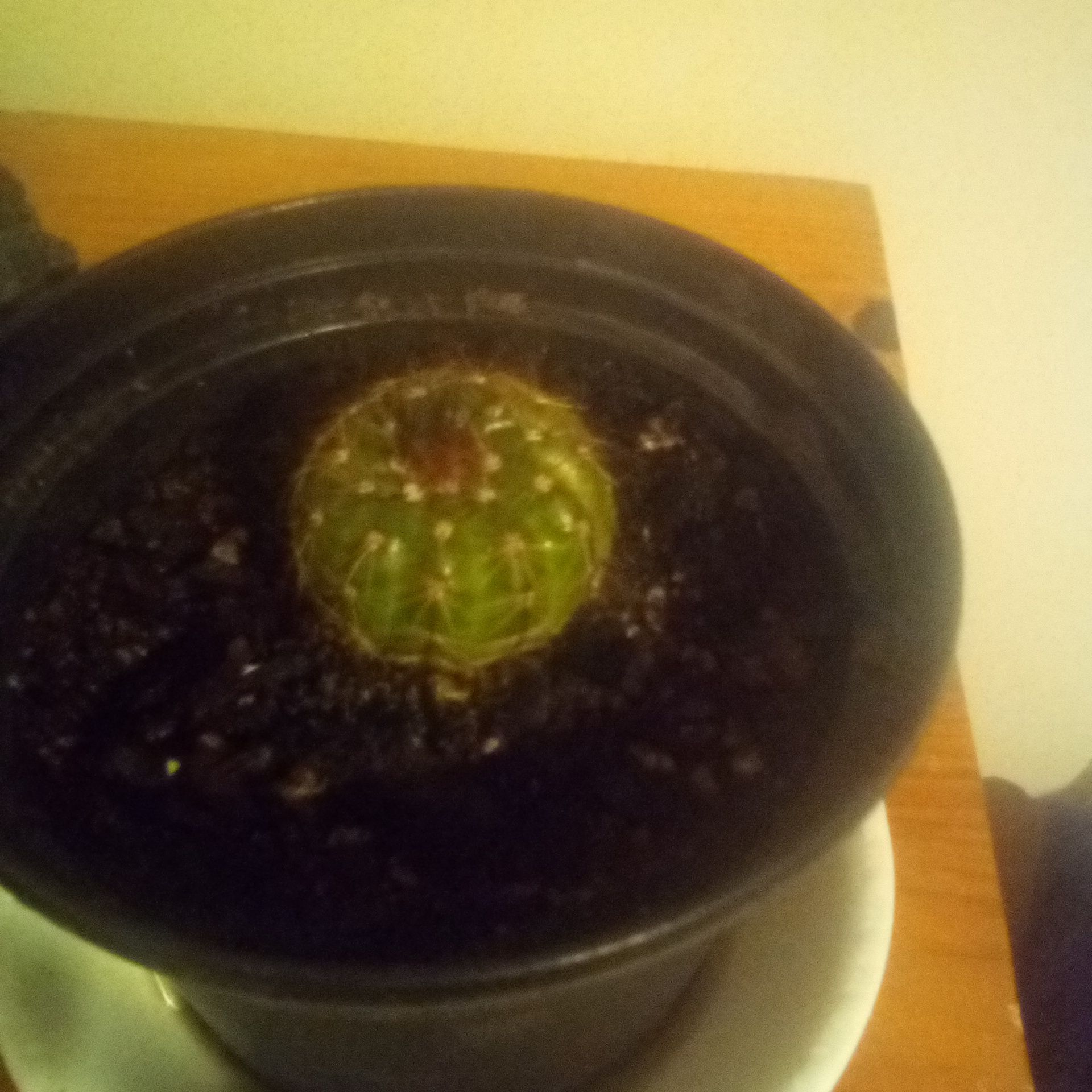 Photo of the plant species Parodia herteri by @PlentifulAlmond named Paradox on Greg, the plant care app