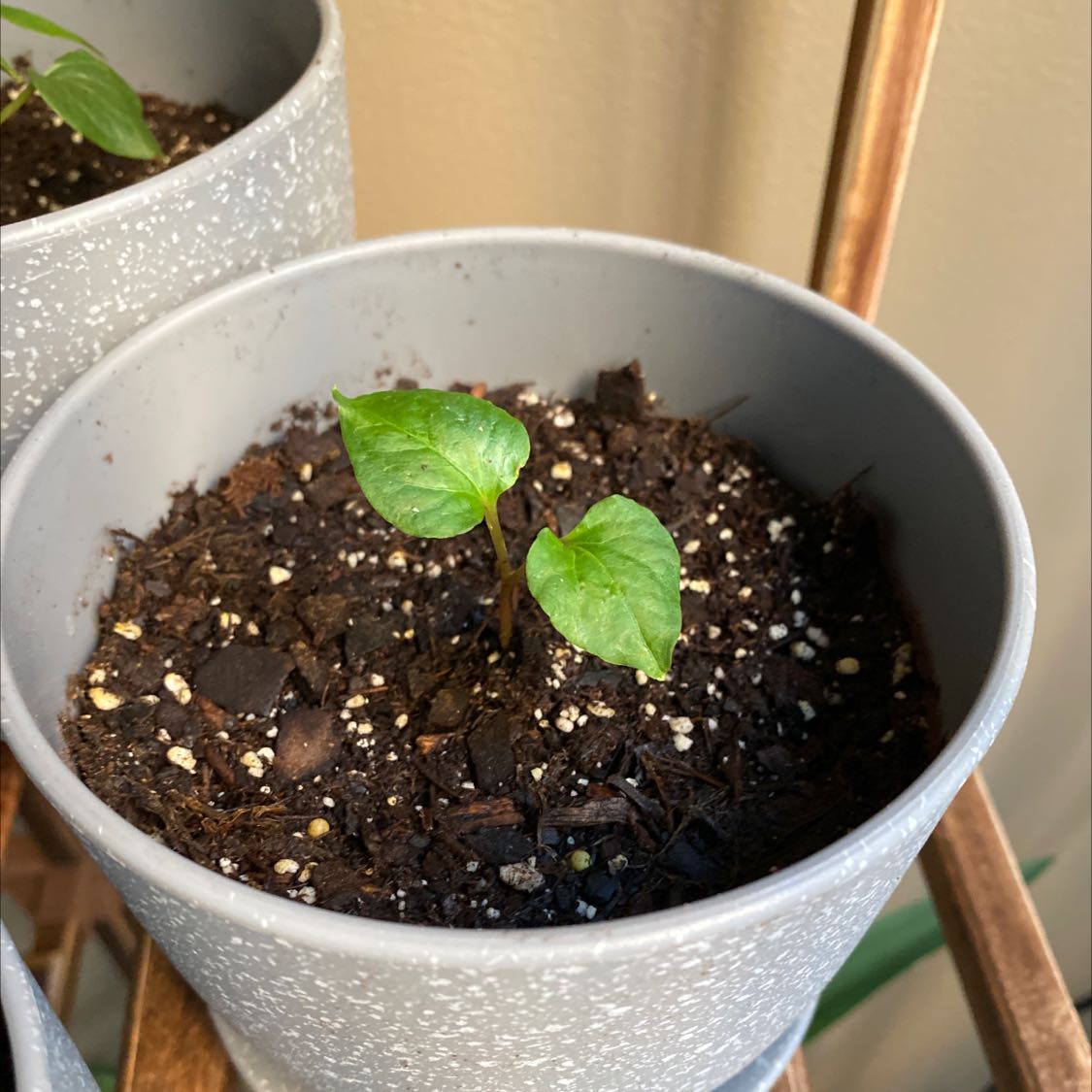 Young Japanese Creeper plant in a pot with healthy green leaves.