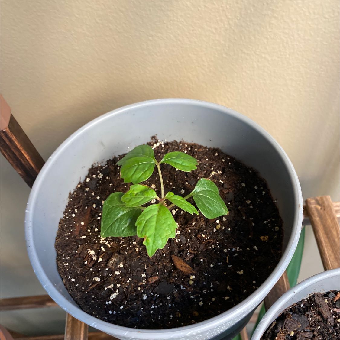 how to propagate boston ivy