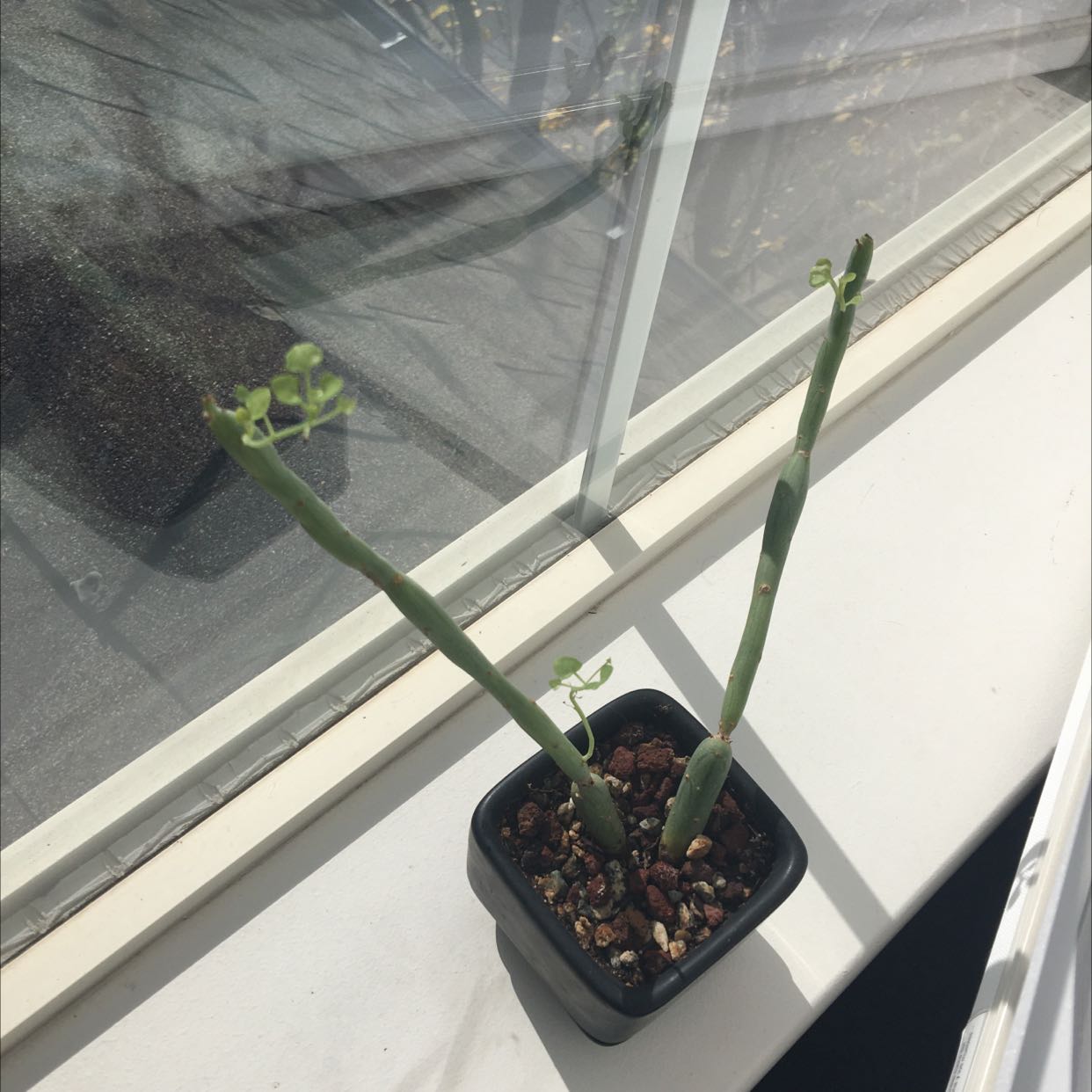 Candle Plant with two stems in a pot on a windowsill, receiving sunlight.