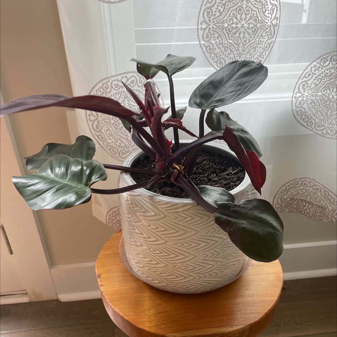 Photo of the plant species Blushing Philodendron by @MeteoricNiaouli named Blushing Philodendron on Greg, the plant care app