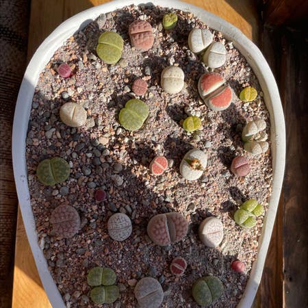 Photo of the plant species King's Crown by Prolancewood named Lithops on Greg, the plant care app