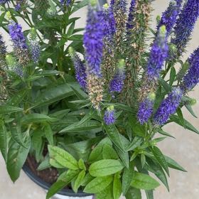 Photo of the plant species Garden Speedwell by @WiredCoralspot named Duke on Greg, the plant care app