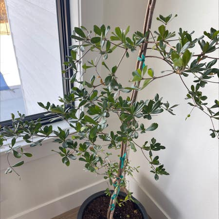 Photo of the plant species Black Olive Tree by Gloriousagave named Your plant on Greg, the plant care app