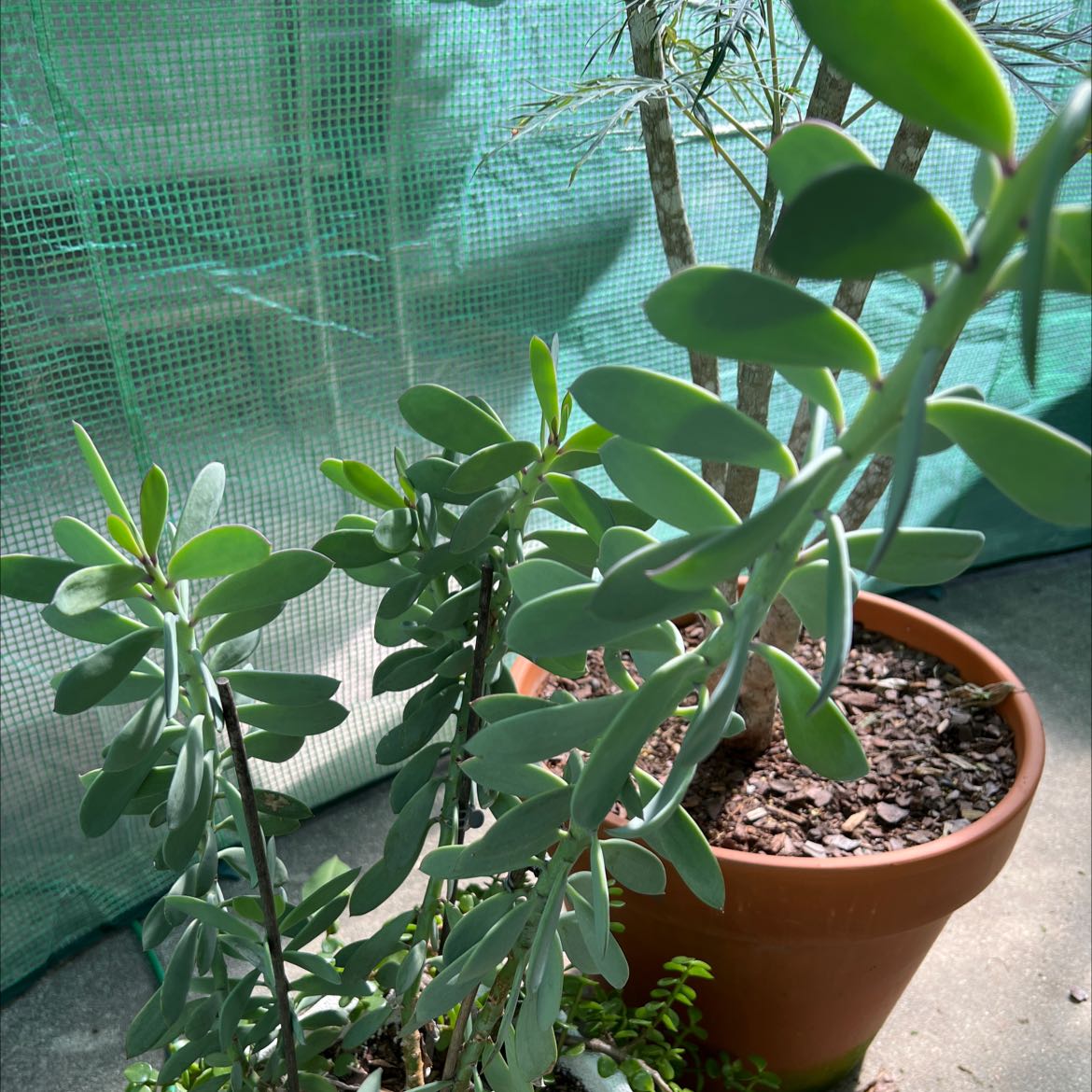 Potted Vertical Leaf Senecio plant with healthy green leaves.