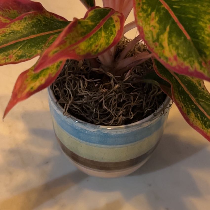Photo of the plant species Red Chinese Evergreen by @LucentCowpea named Harmony on Greg, the plant care app