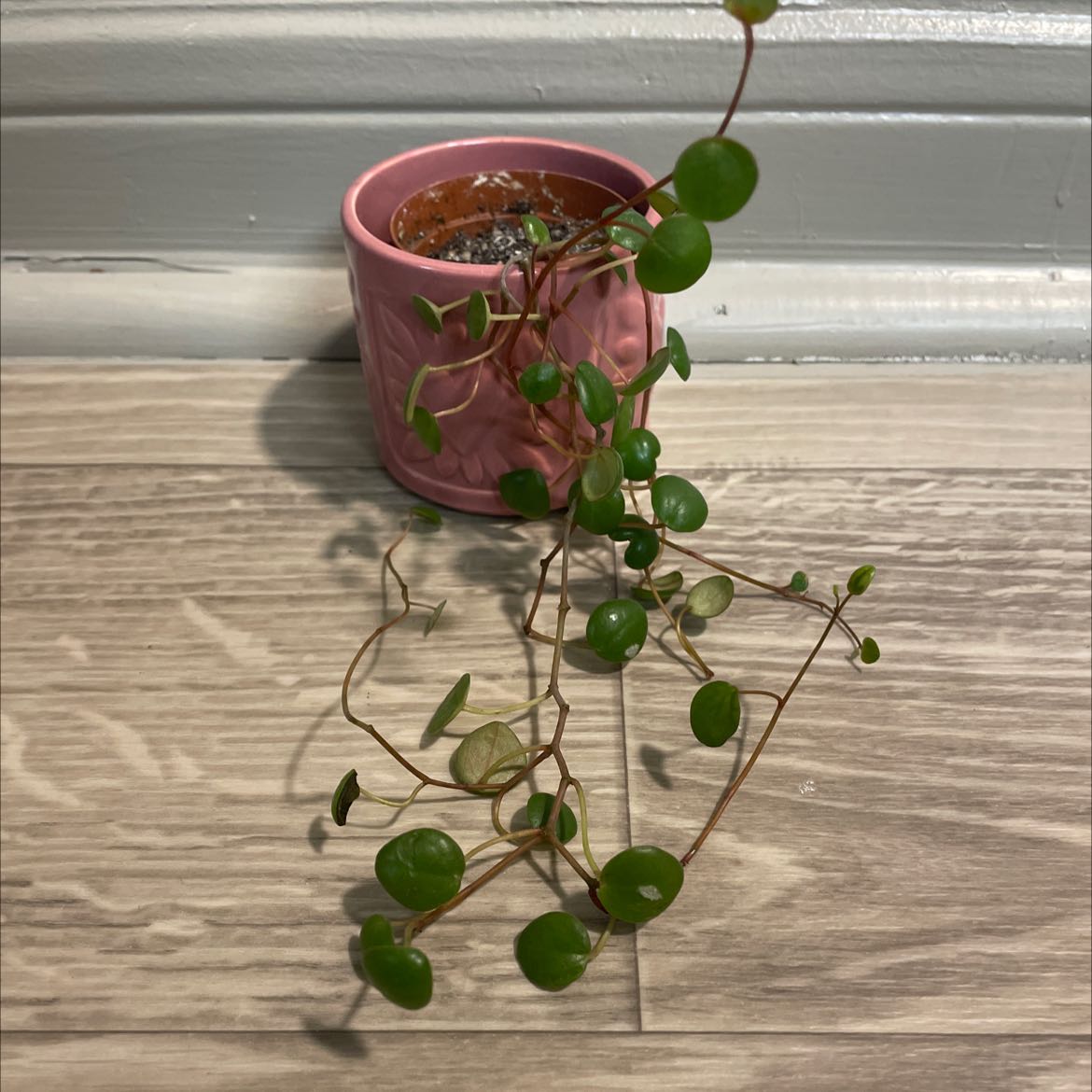Peperomia 'Pepperspot' plant in a pink pot with visible soil and green leaves.