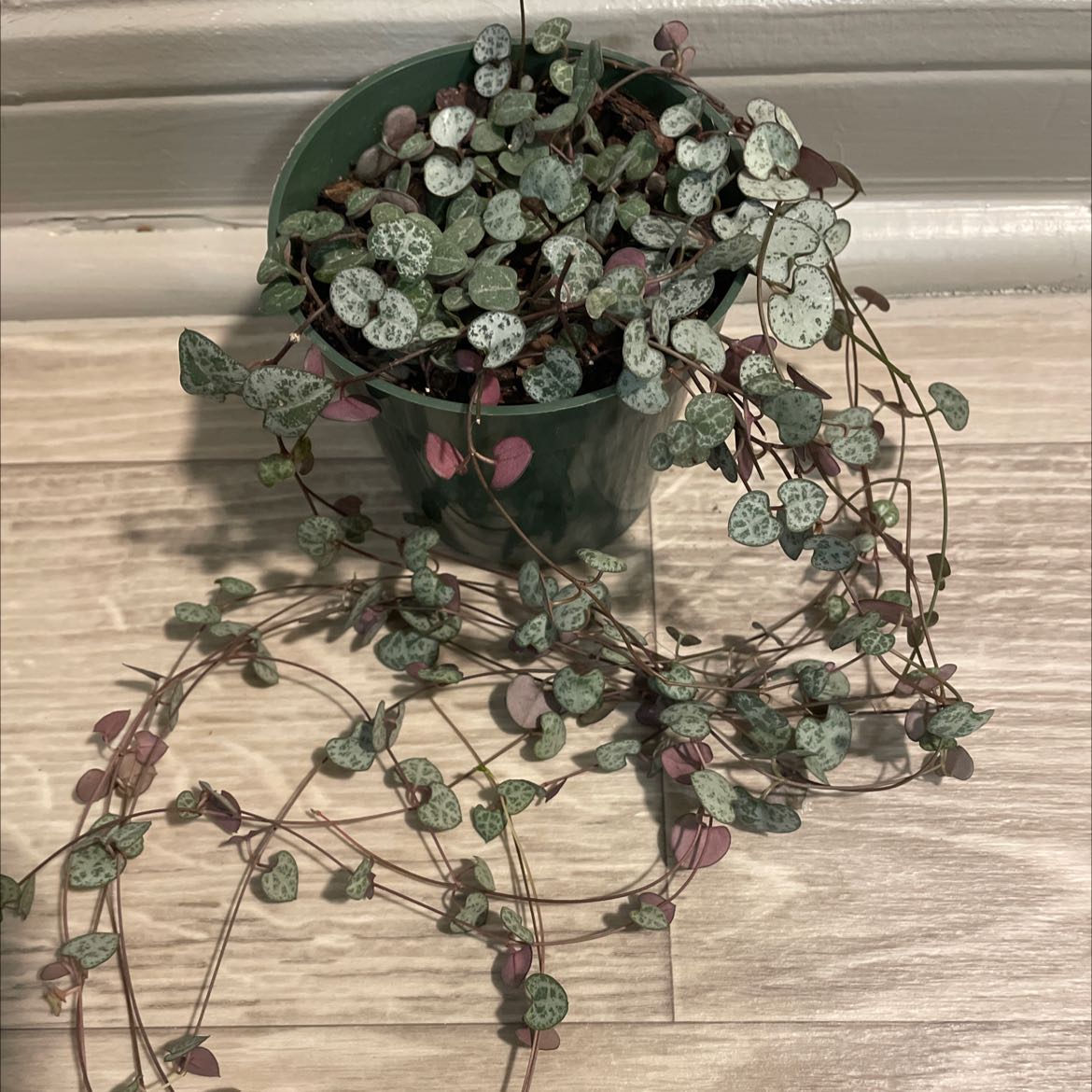 Photo of the plant species String of Hearts by @plantDILF named Harper on Greg, the plant care app