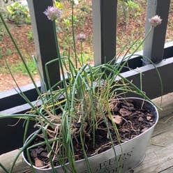 Wild Chives plant