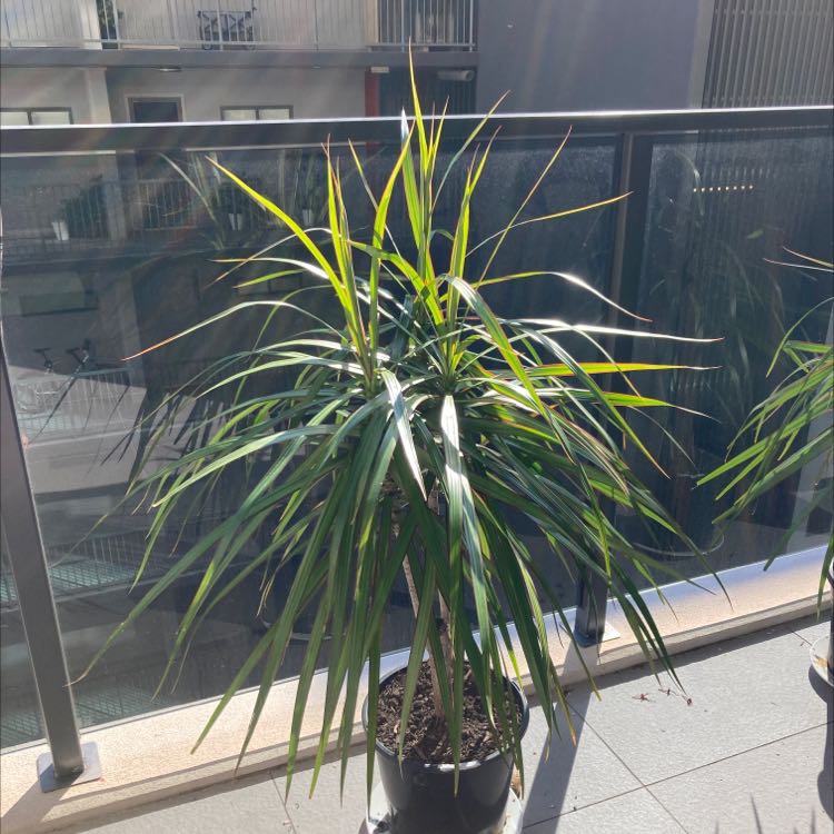 Photo of the plant species Dragon Blood Tree by @ForeverRosemoss named Large Dragon Tree on Greg, the plant care app
