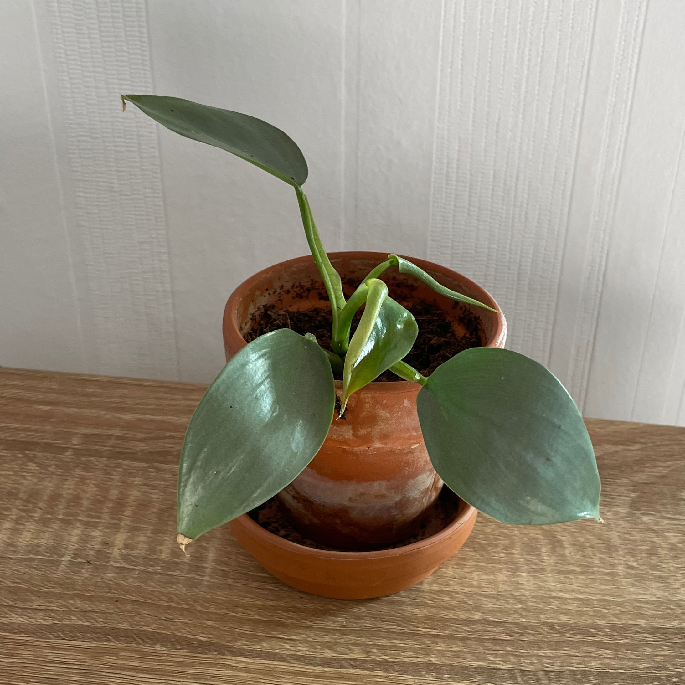Photo of the plant species Philodendron Hastatum by @lavenderclouds named Happy Boy on Greg, the plant care app