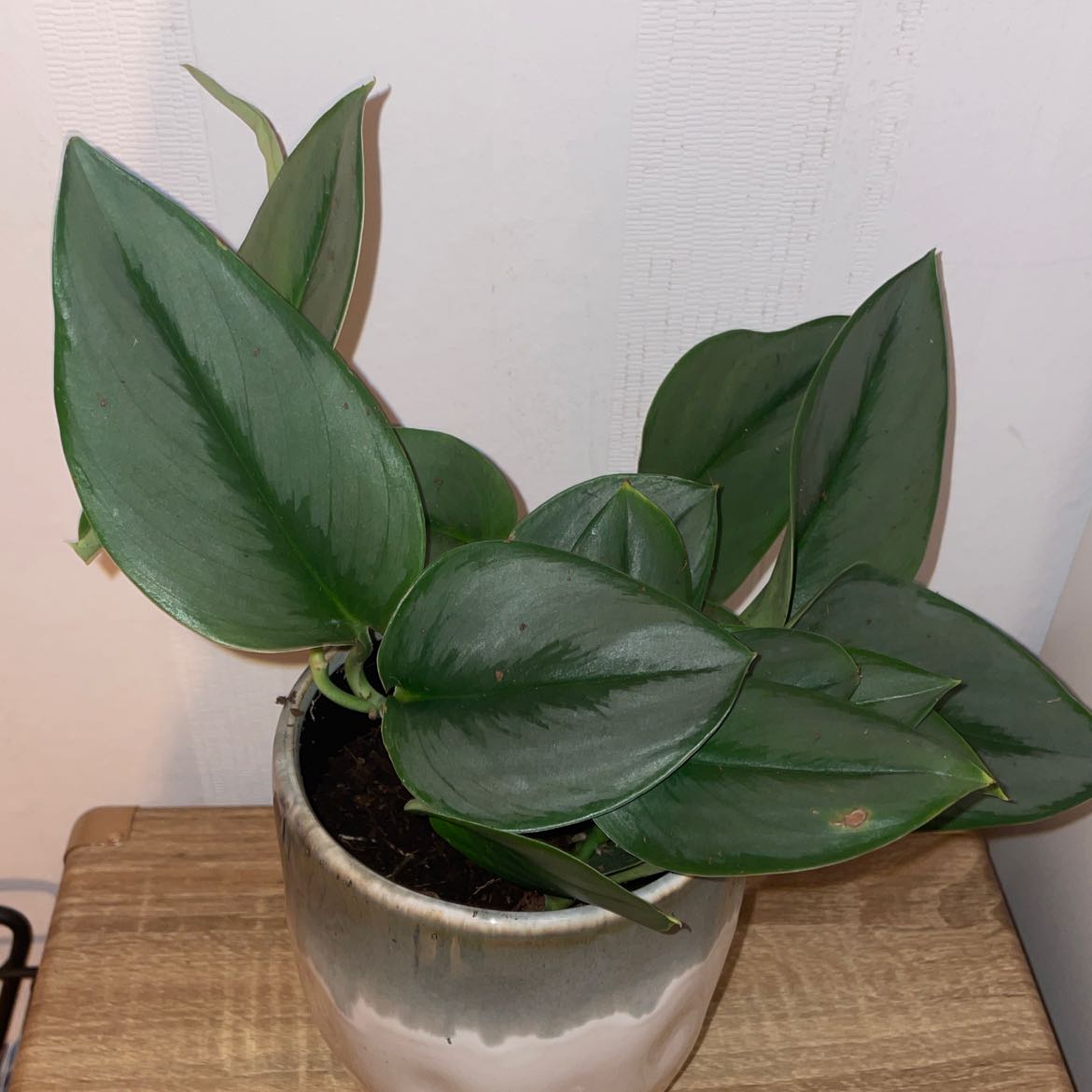Photo of the plant species Scindapsus treubii 'Sumatra' by @lavenderclouds named Princess Bubblegum on Greg, the plant care app