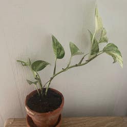 pothos snow queen plant