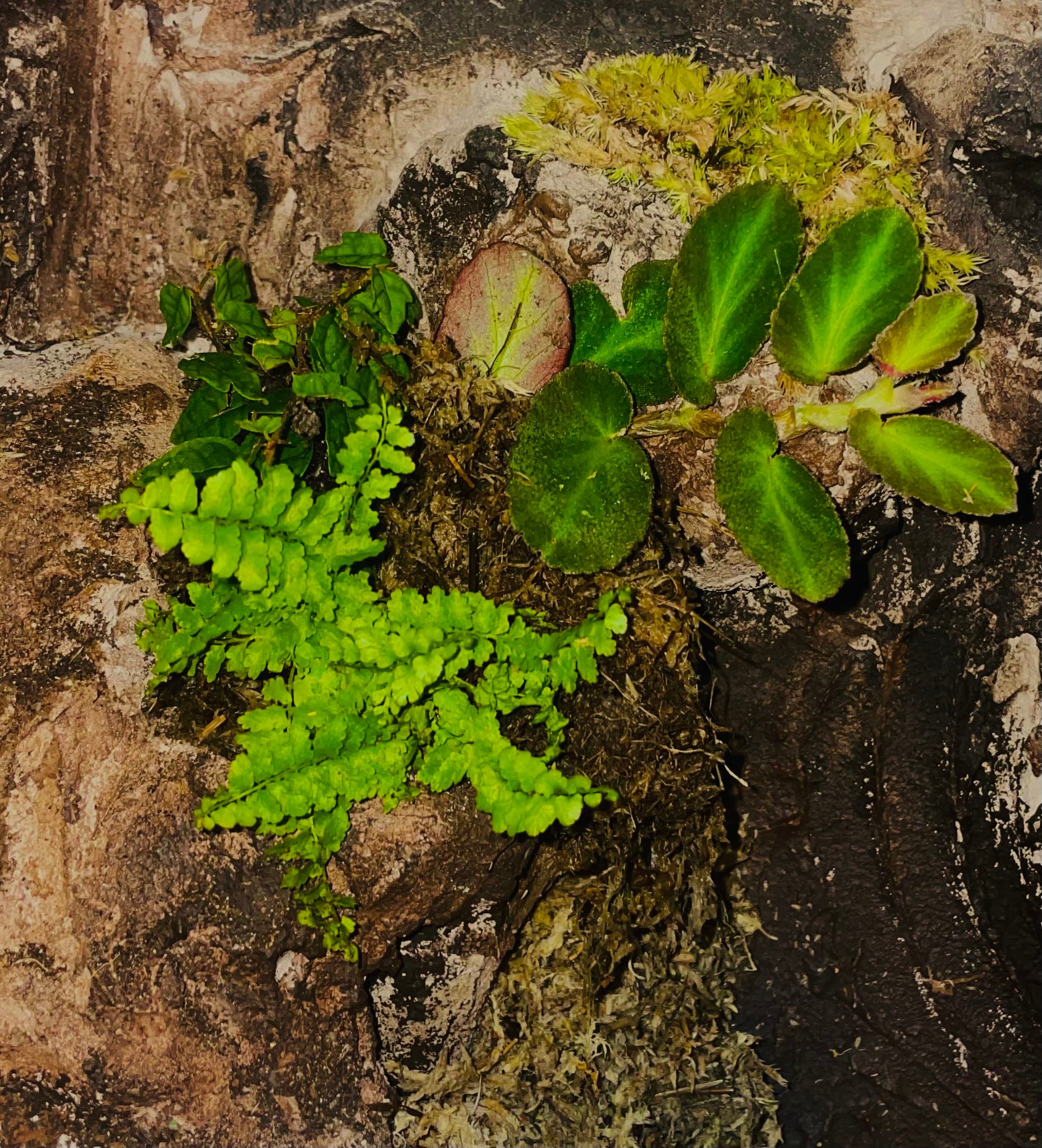 New plants and humidifier for snake's terrarium