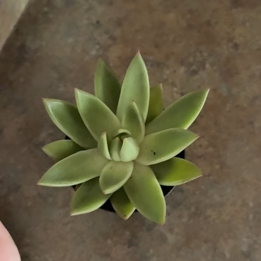 Photo of the plant species Echeveria 'Miranda' by @RechercheMakole named Treeyoncé on Greg, the plant care app