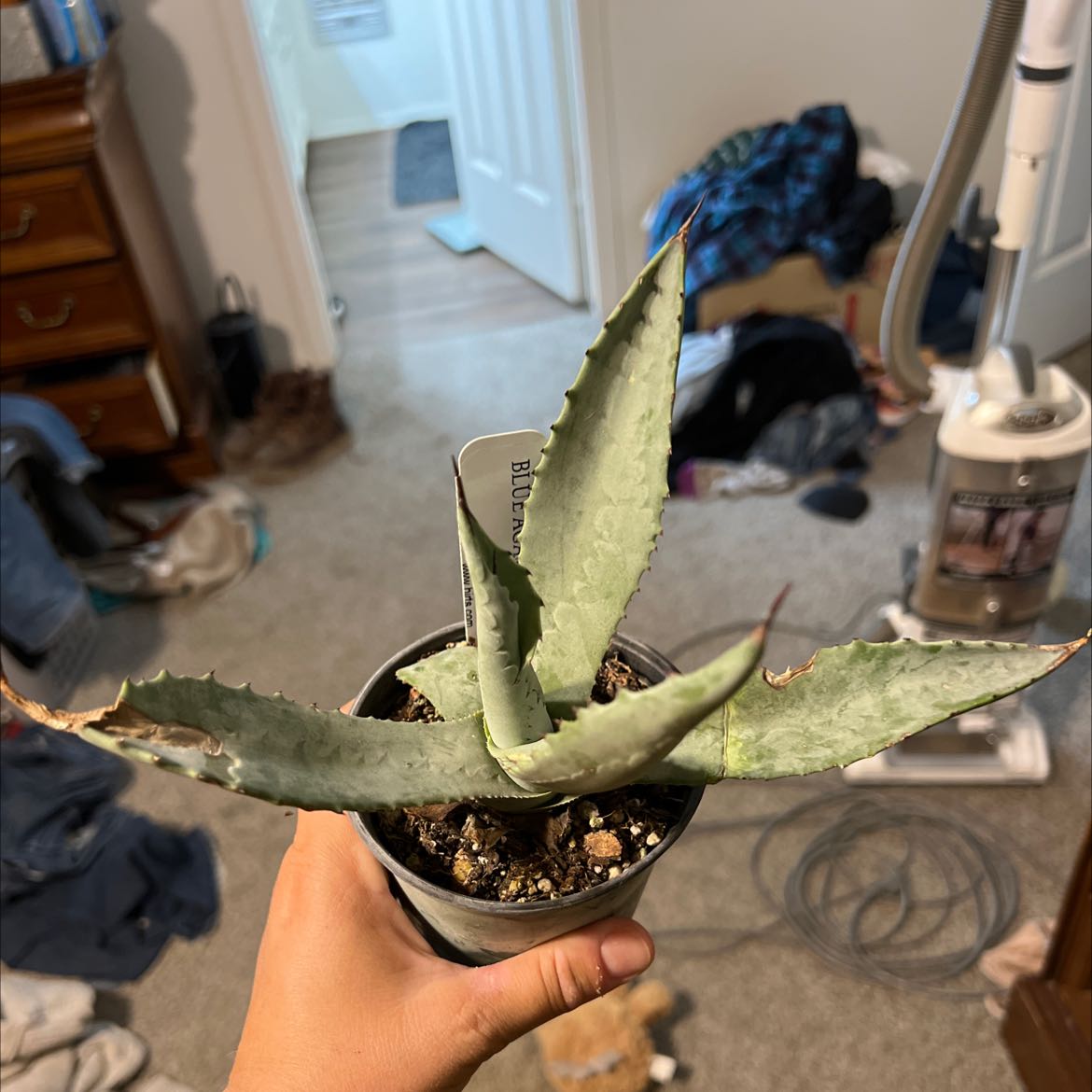 Best Soil Potting Mix for Agave applanata