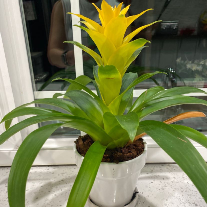 Why Are the Leaves on My Guzmania Bromeliad Turning Yellow? 🍂