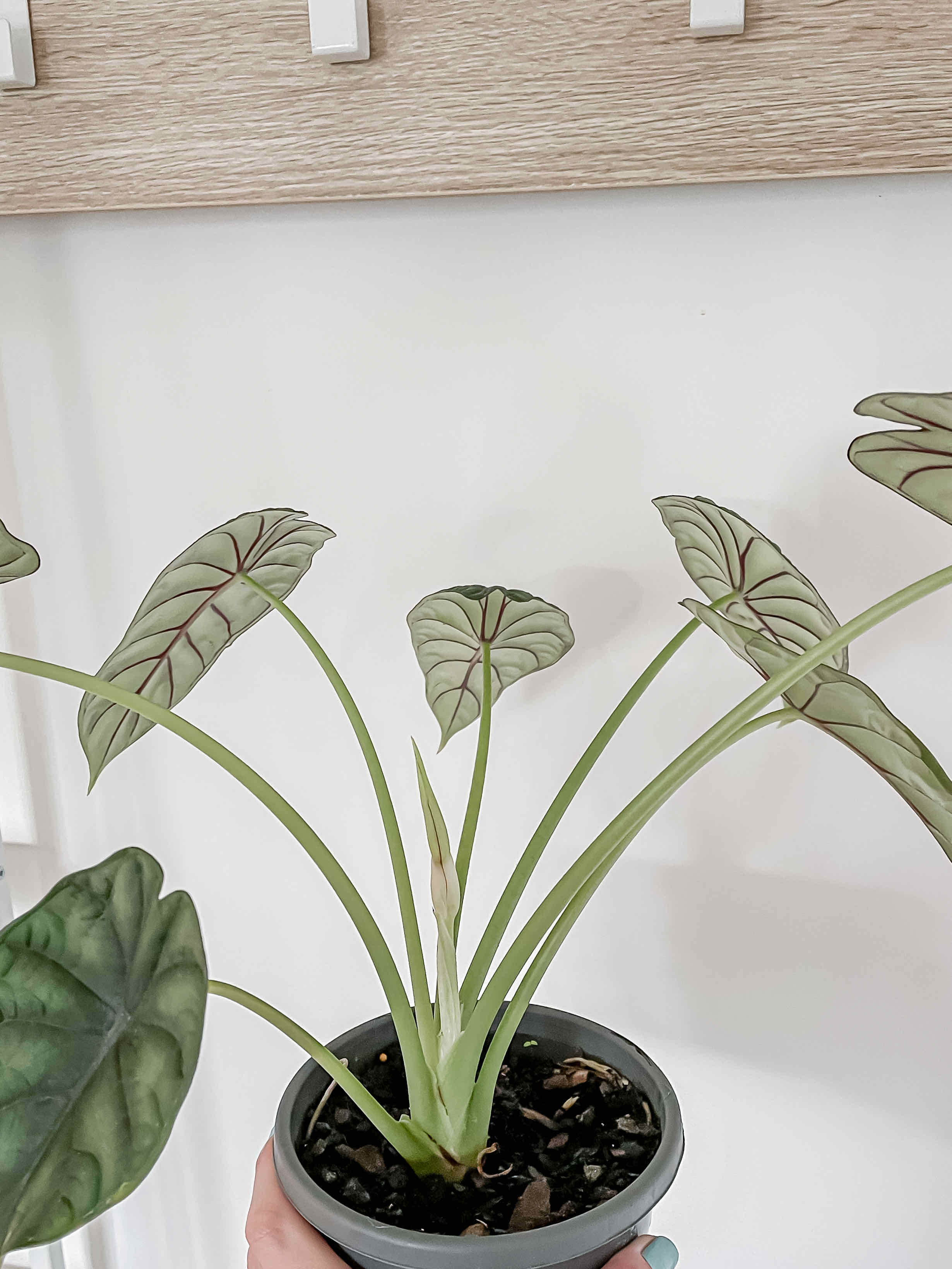 Alocasia 'Dragon Scale' plant in a small pot, held by a hand, with healthy leaves.