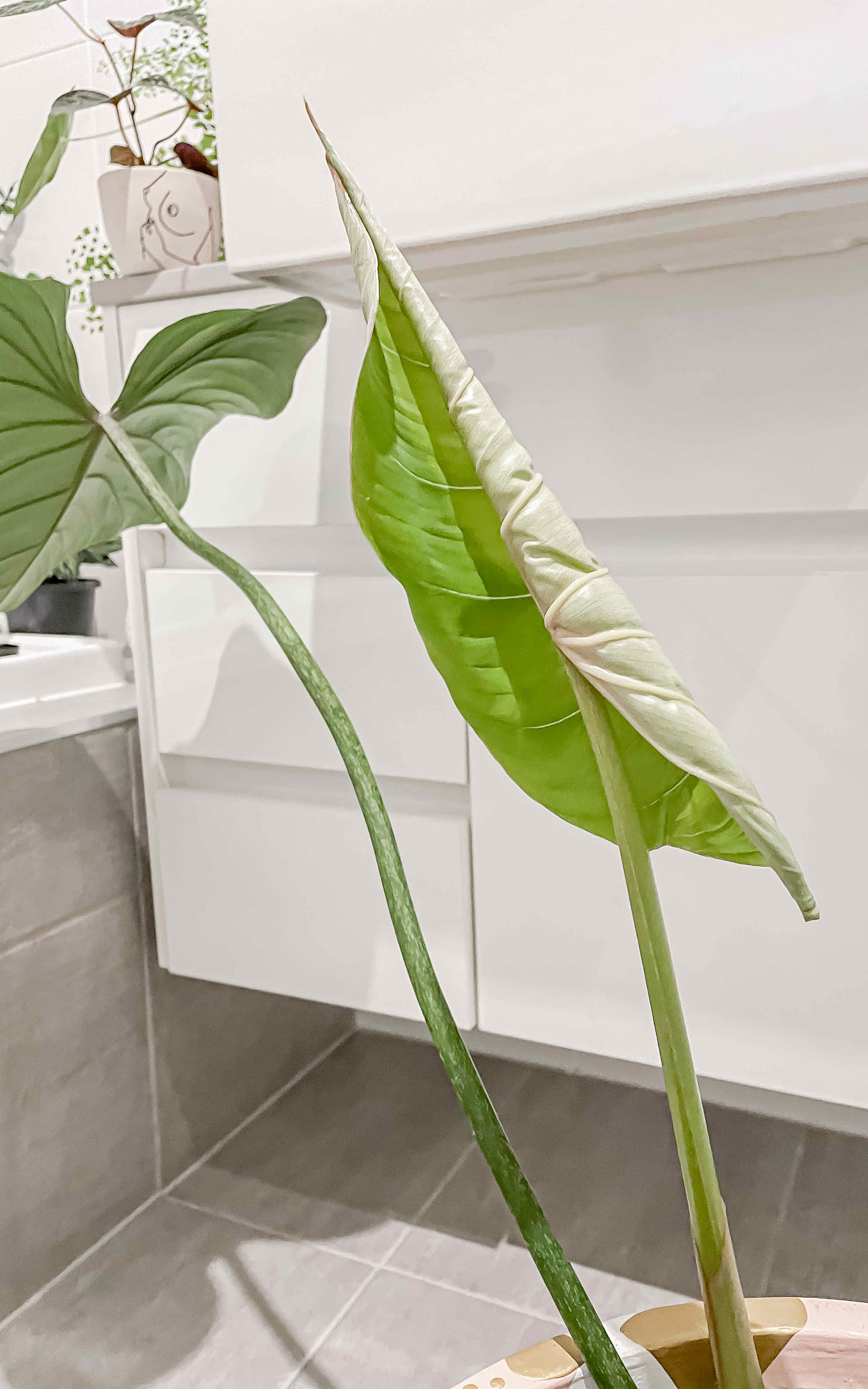 Philodendron gloriosum with a new leaf unfurling indoors, no visible health issues.