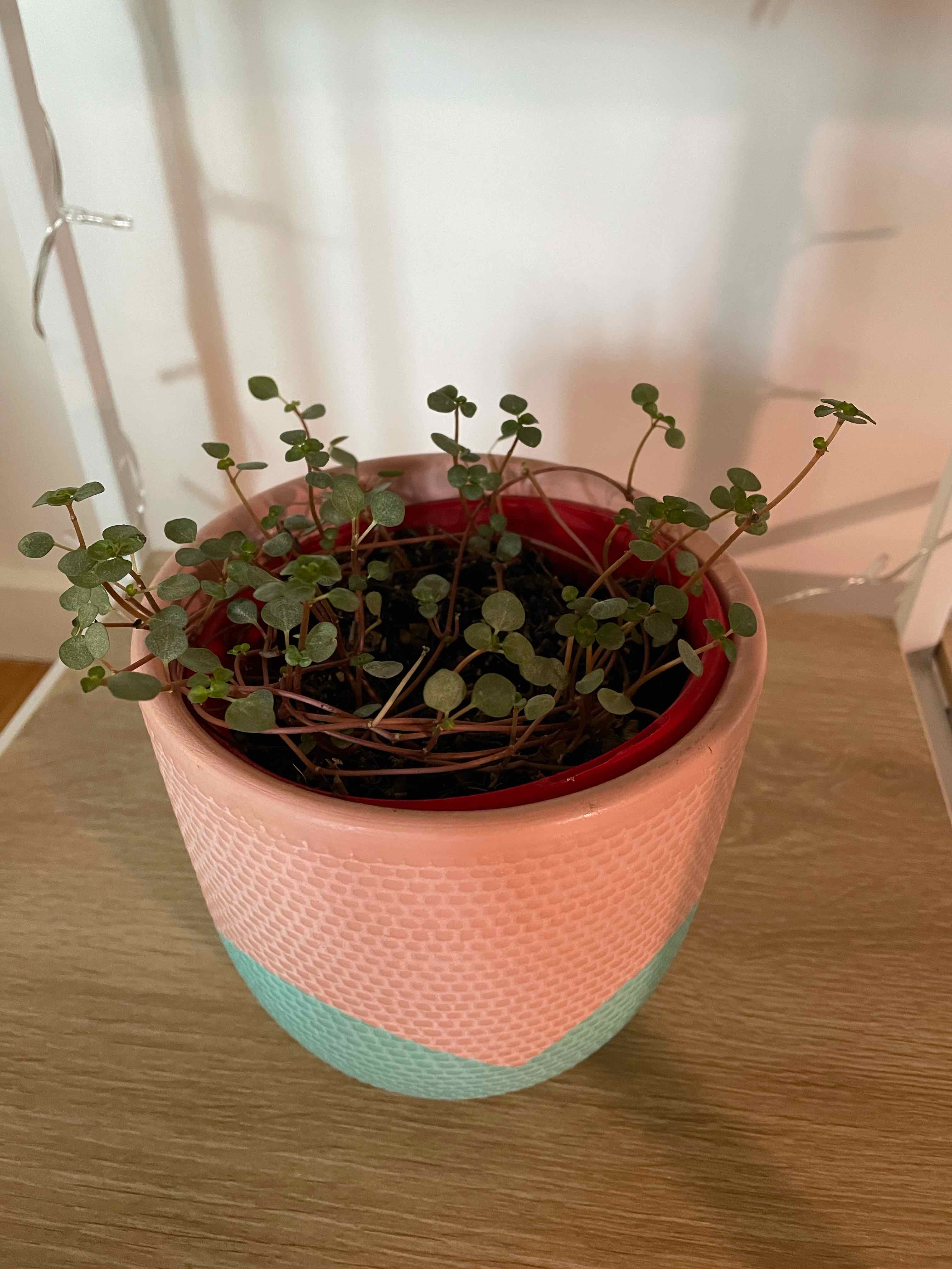 Potted Silver Spa plant with small, round leaves in a decorative pot.