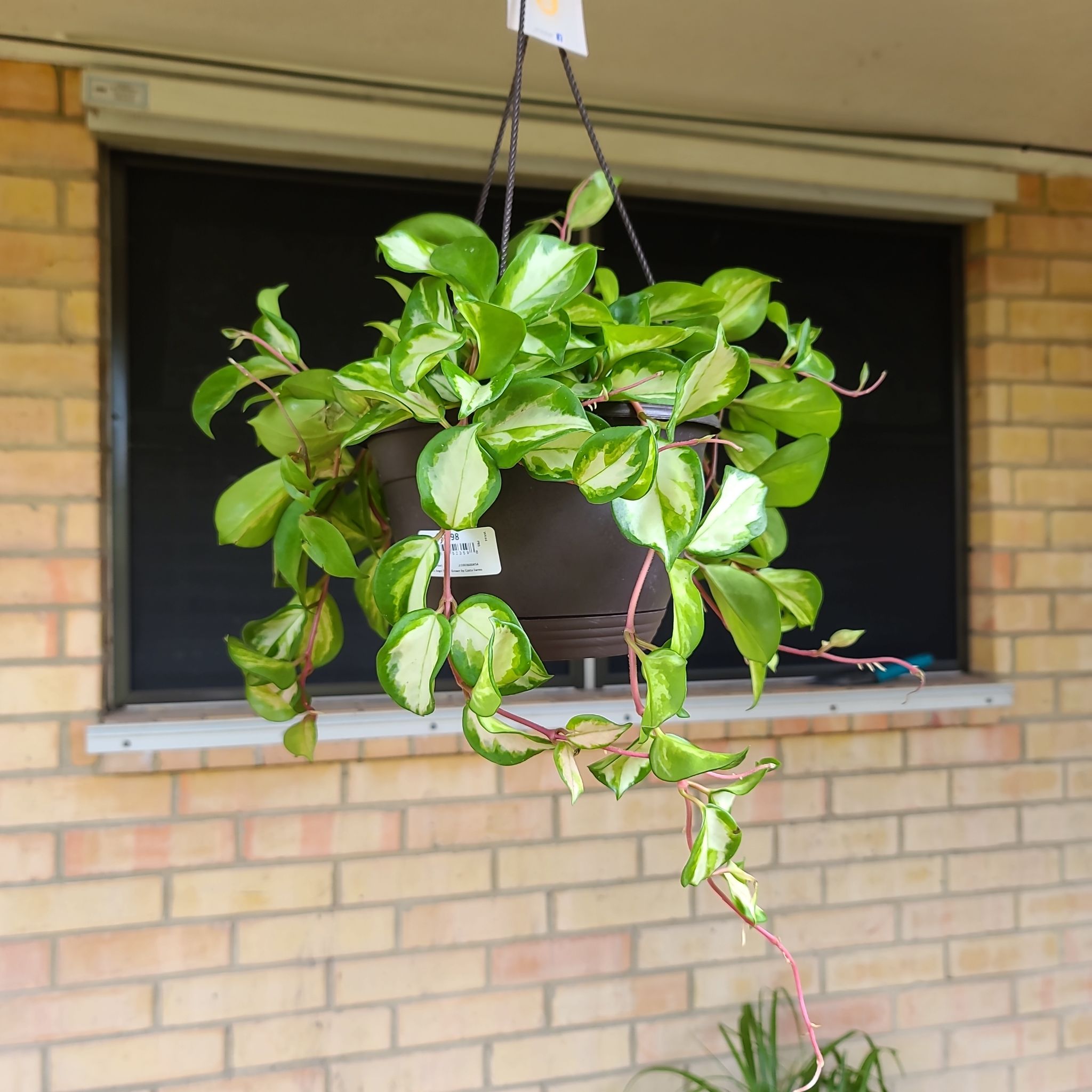 Photo of the plant species Rubra Hoya Carnosa by @WillinglyKiekie named Hoya Rubra wax on Greg, the plant care app