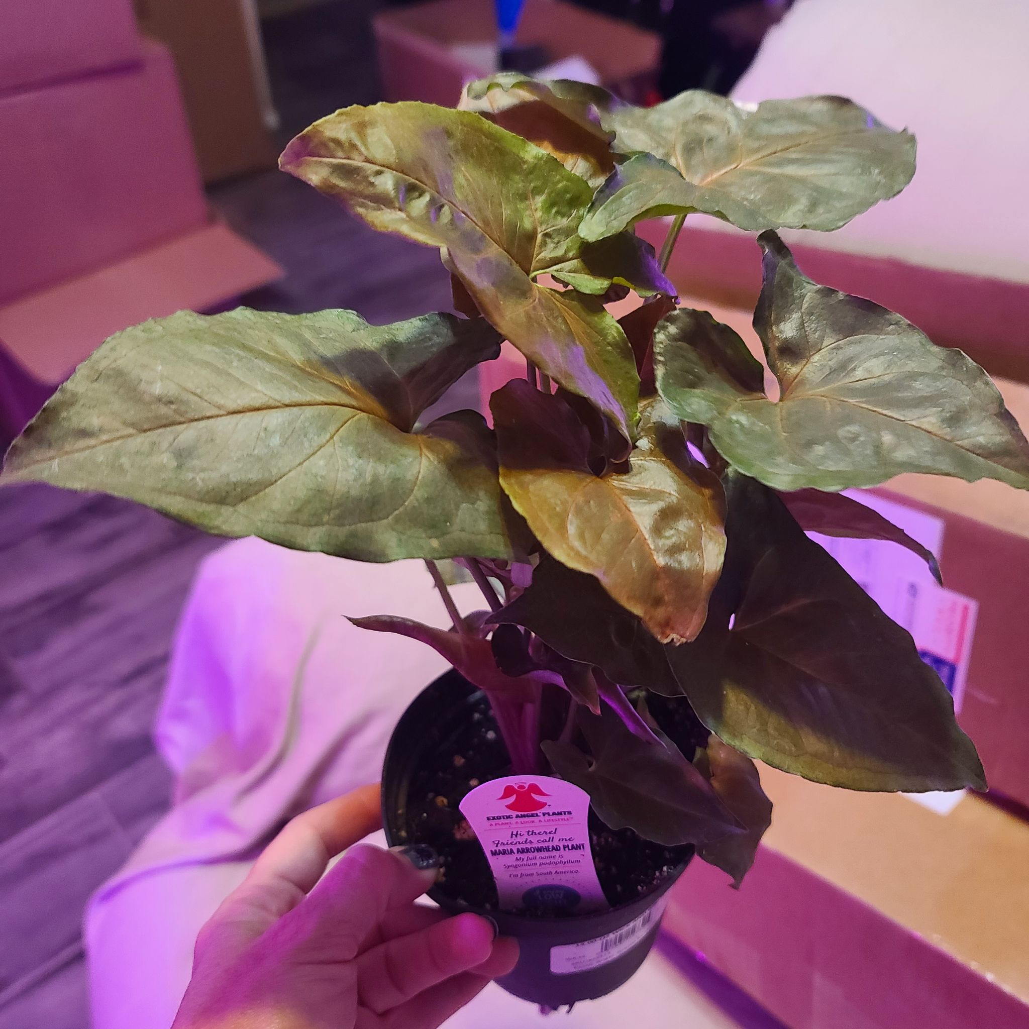 Syngonium 'Maria Allusion' plant with some browning leaves in a small pot, held by a hand.