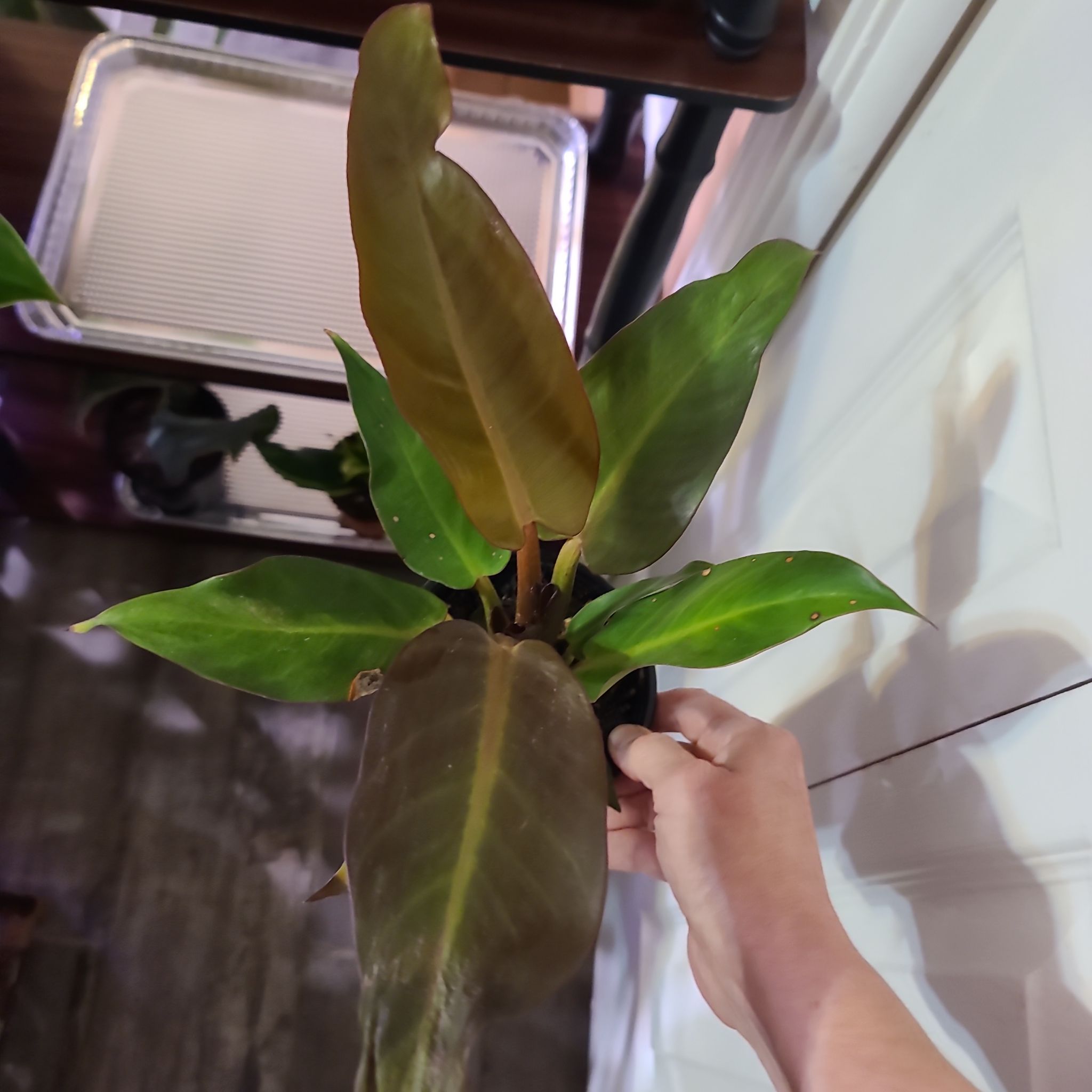 Philodendron Red Sun plant with some browning leaves, held by a hand.