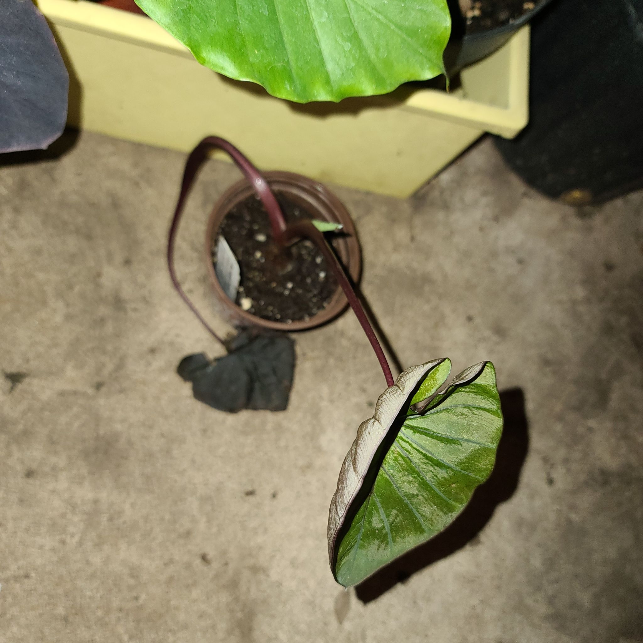 Photo of the plant species Colocasia 'Black Sapphire Gecko' by @WillinglyKiekie named Colocasia black sapphire on Greg, the plant care app