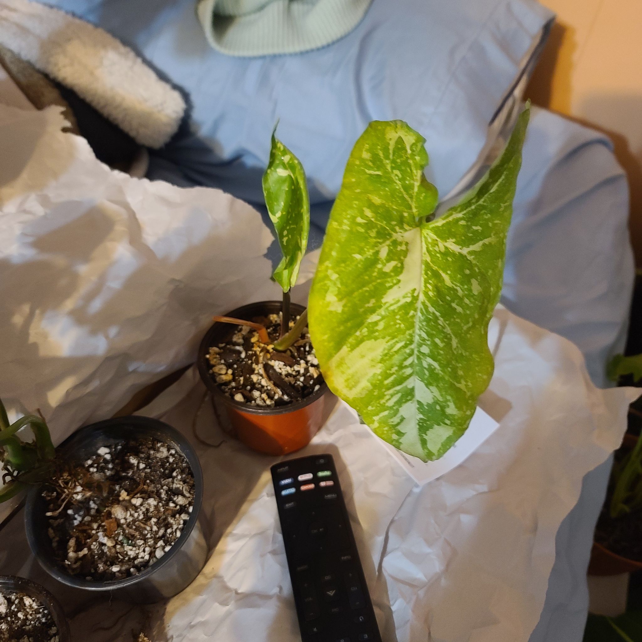 Syngonium Panda plant with variegated leaves in a small pot, visible soil.