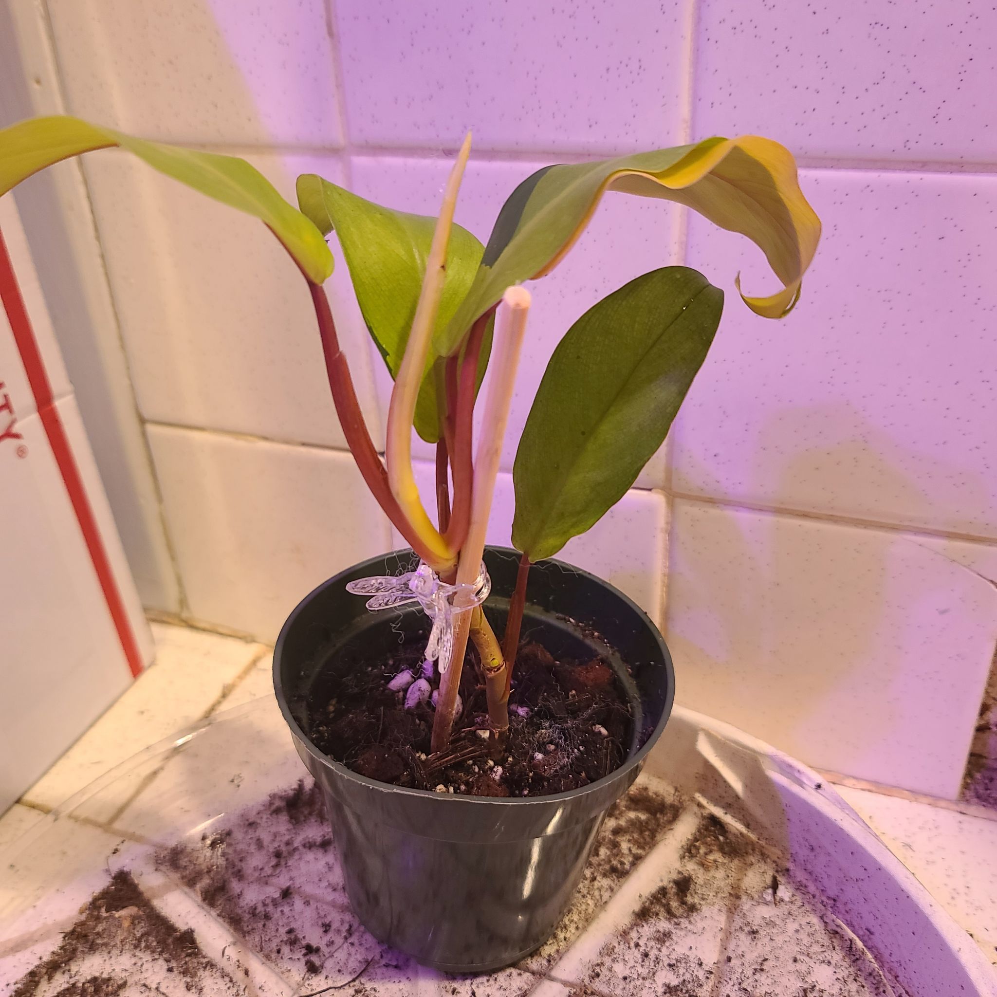 Philodendron 'Thai Sunrise' plant in a pot with some yellowing and browning leaves.