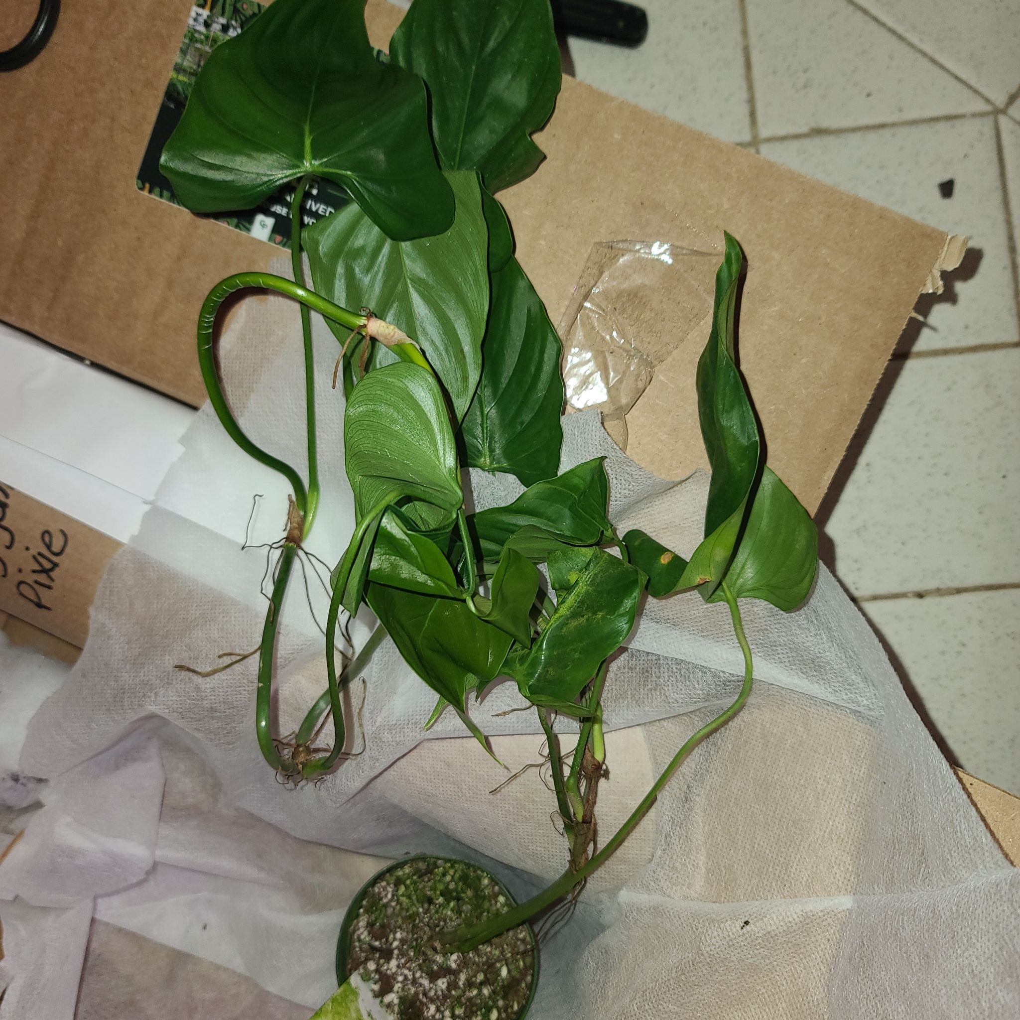 Photo of the plant species Philodendron oxapapense by @WillinglyKiekie named Philodendron oxapapense on Greg, the plant care app