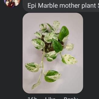 Marble Epipremnum Pinnatum plant in Harlingen, Texas
